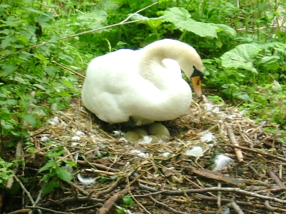 Swan on nest of eggs.